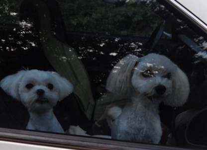 인천 계양구 계산3동 말티즈 찾습니다.