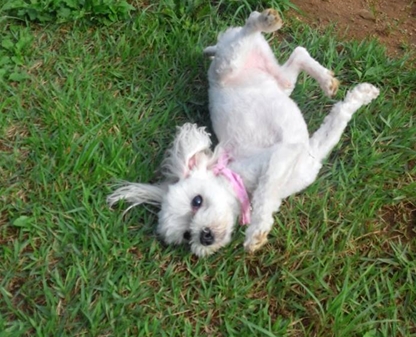 인천 계양구 계산3동 말티즈 찾습니다.