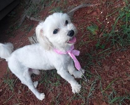 인천 계양구 계산3동 말티즈 찾습니다.