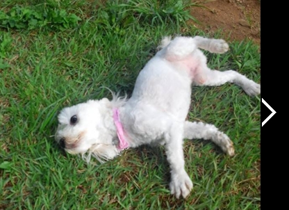 인천 계양구 계산3동 말티즈 찾습니다.