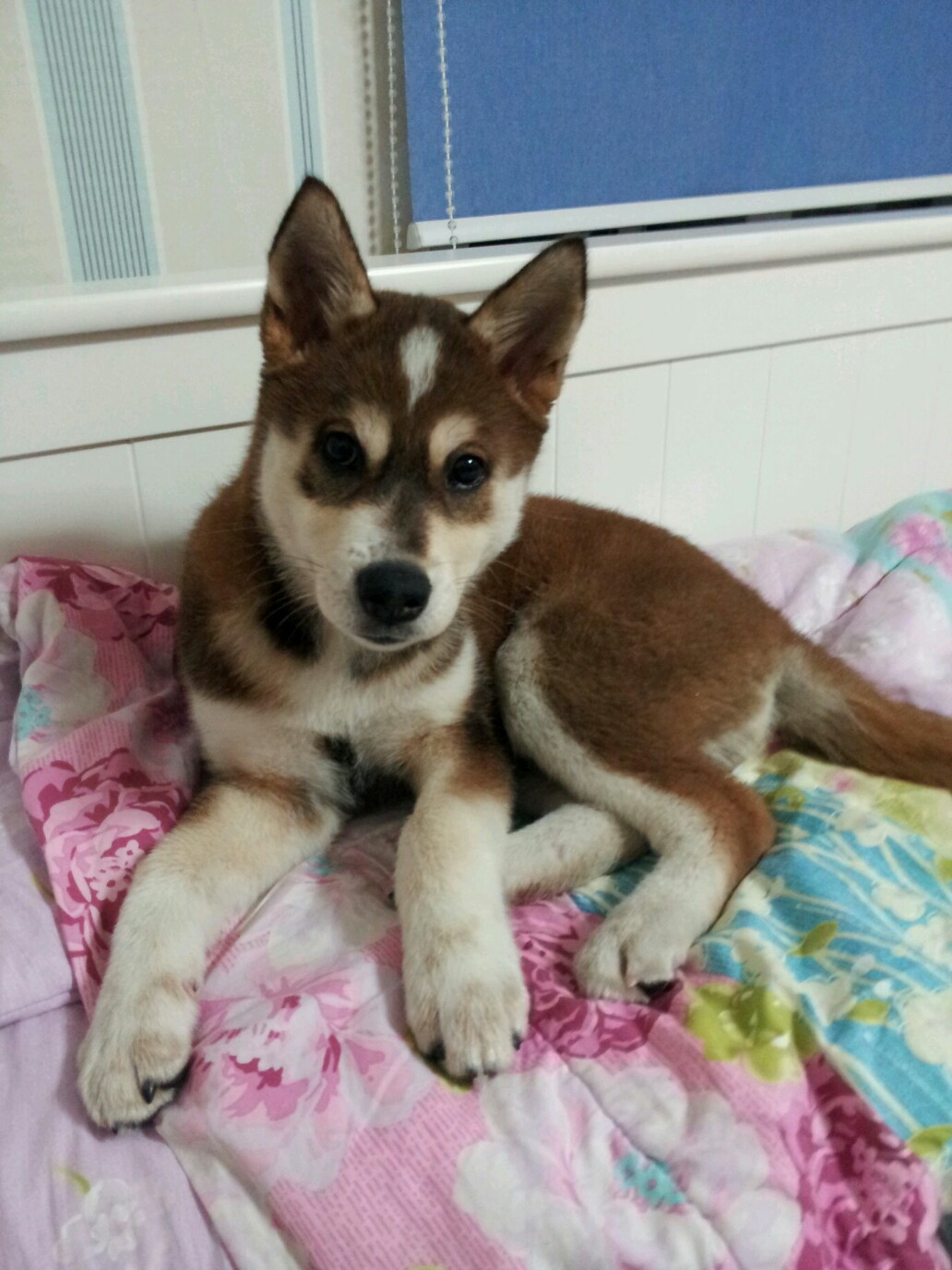 2~3개월된 시베리안 허스키 여아 보관중입니다.(양재동 발견)