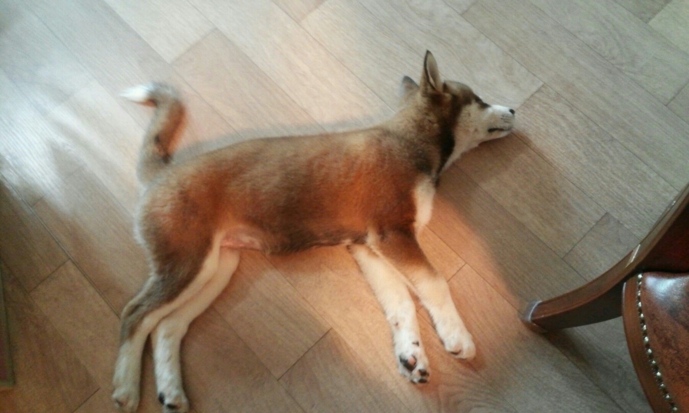 2~3개월된 시베리안 허스키 여아 보관중입니다.(양재동 발견)