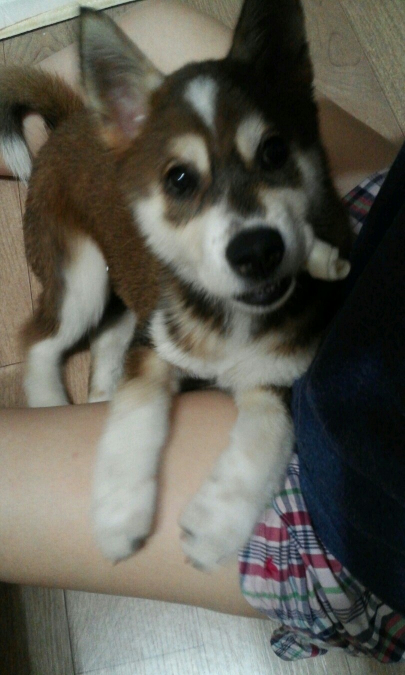 2~3개월된 시베리안 허스키 여아 보관중입니다.(양재동 발견)
