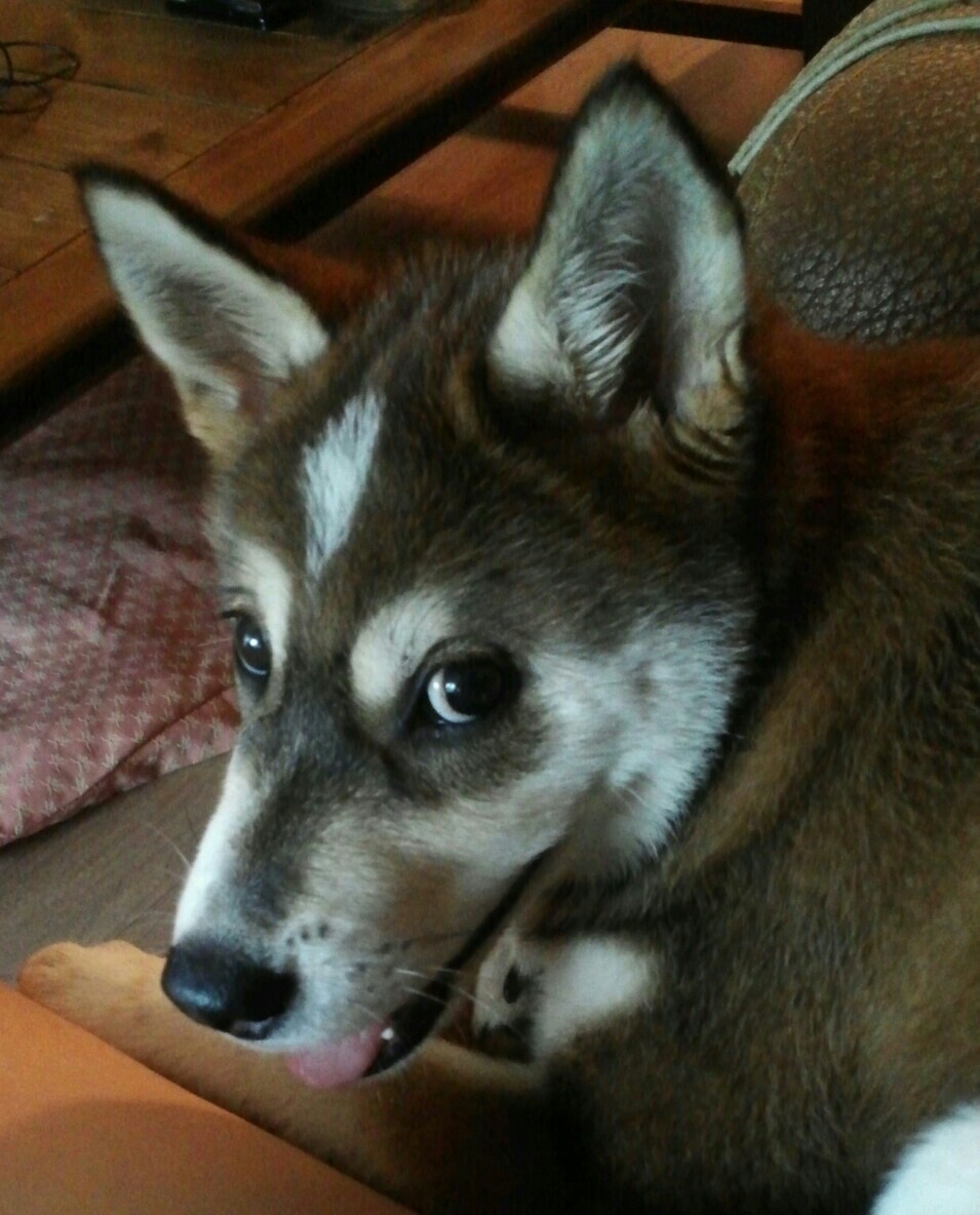 2~3개월된 시베리안 허스키 여아 보관중입니다.(양재동 발견)