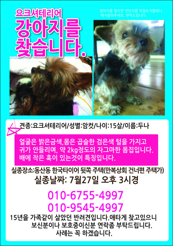 요크셔테리어 암컷 찾습니다._고양시 덕양구 동산동 실종장소