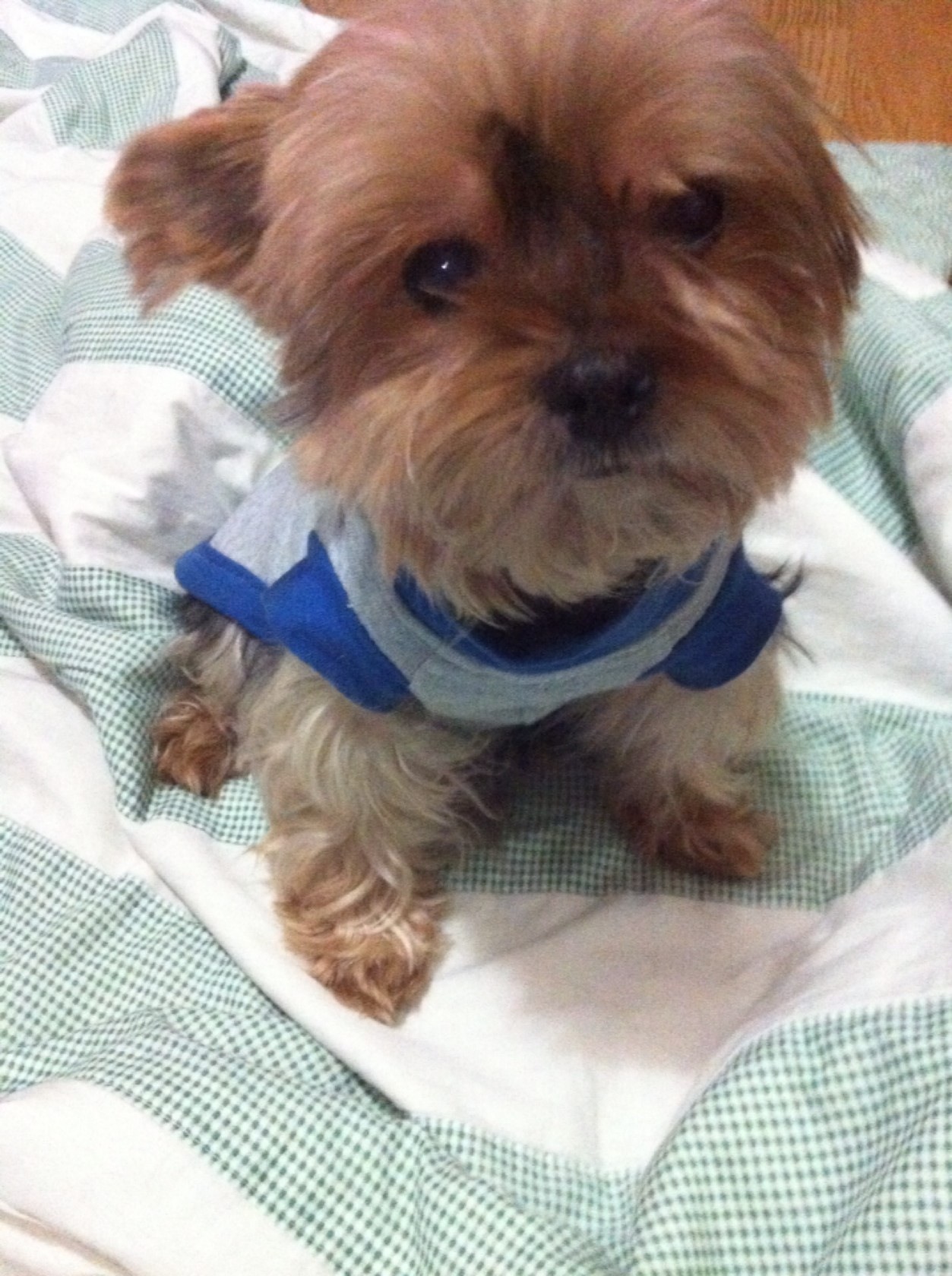 요크셔테리어 암컷 찾습니다._고양시 덕양구 동산동 실종장소