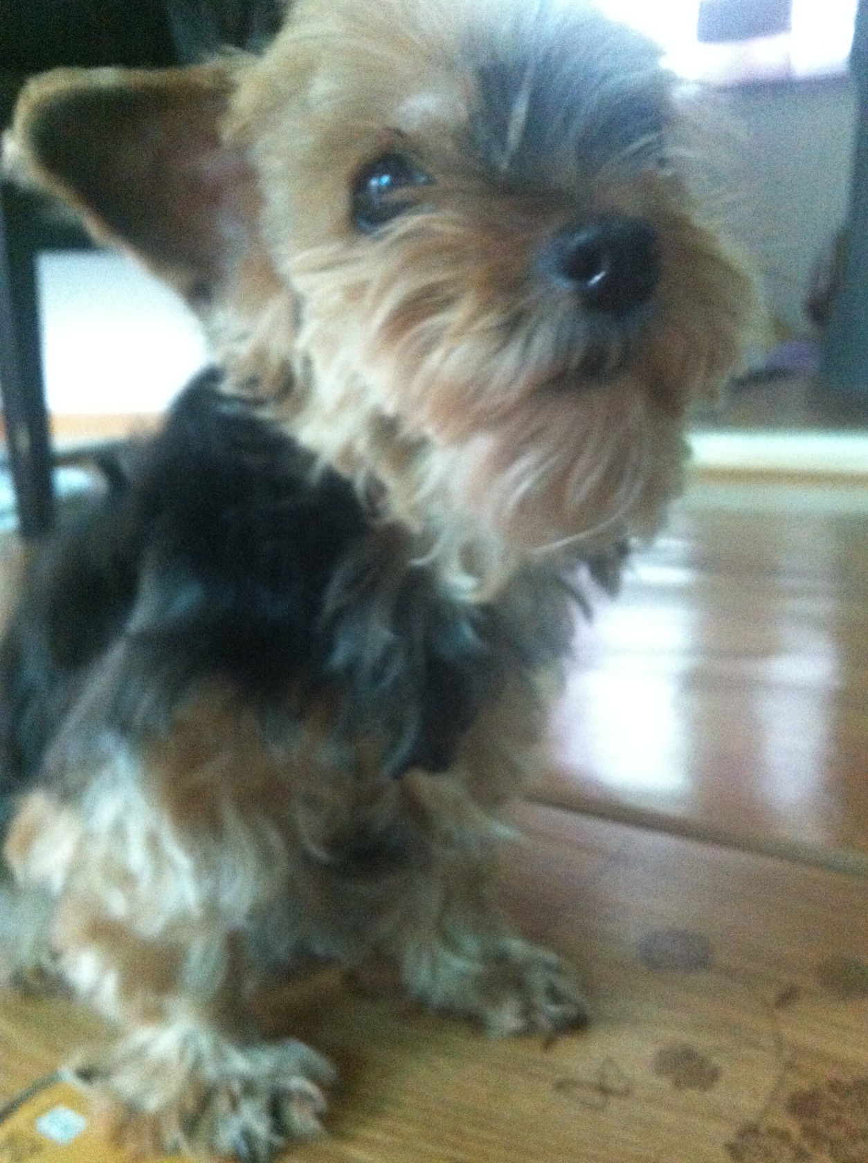 요크셔테리어 암컷 찾습니다._고양시 덕양구 동산동 실종장소