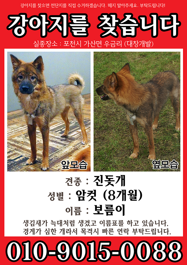 [포천시 가산면] 진돗개(암컷) 보름이를 찾습니다.