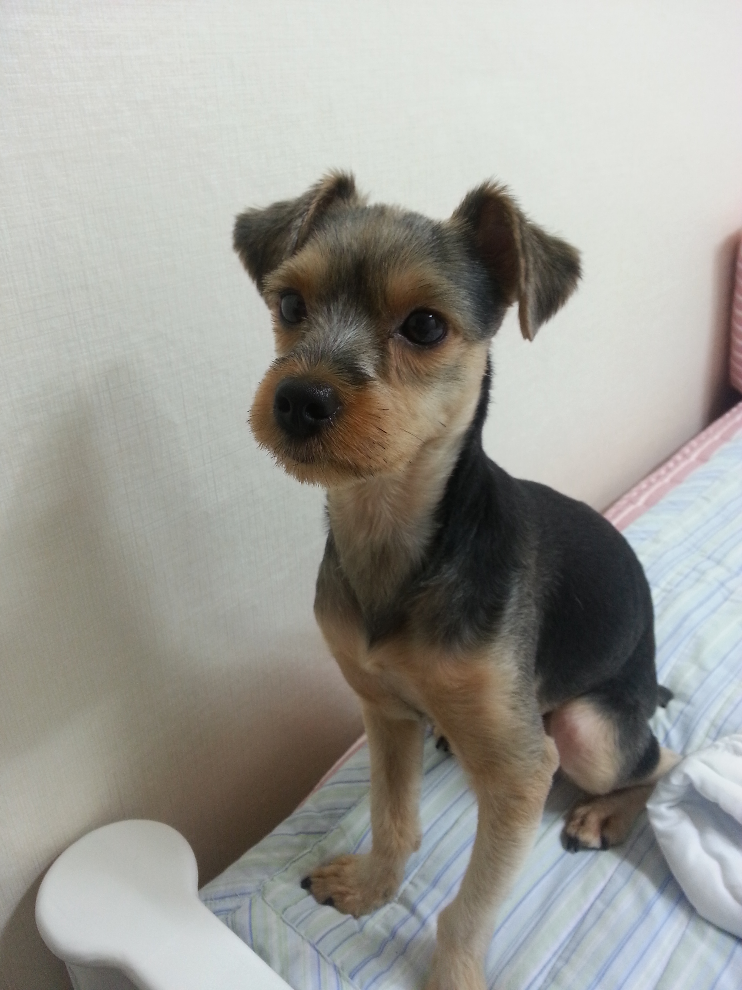 [대구] 동구 효목동 진로아파트.. 요키 믹스견 찾아주세요..