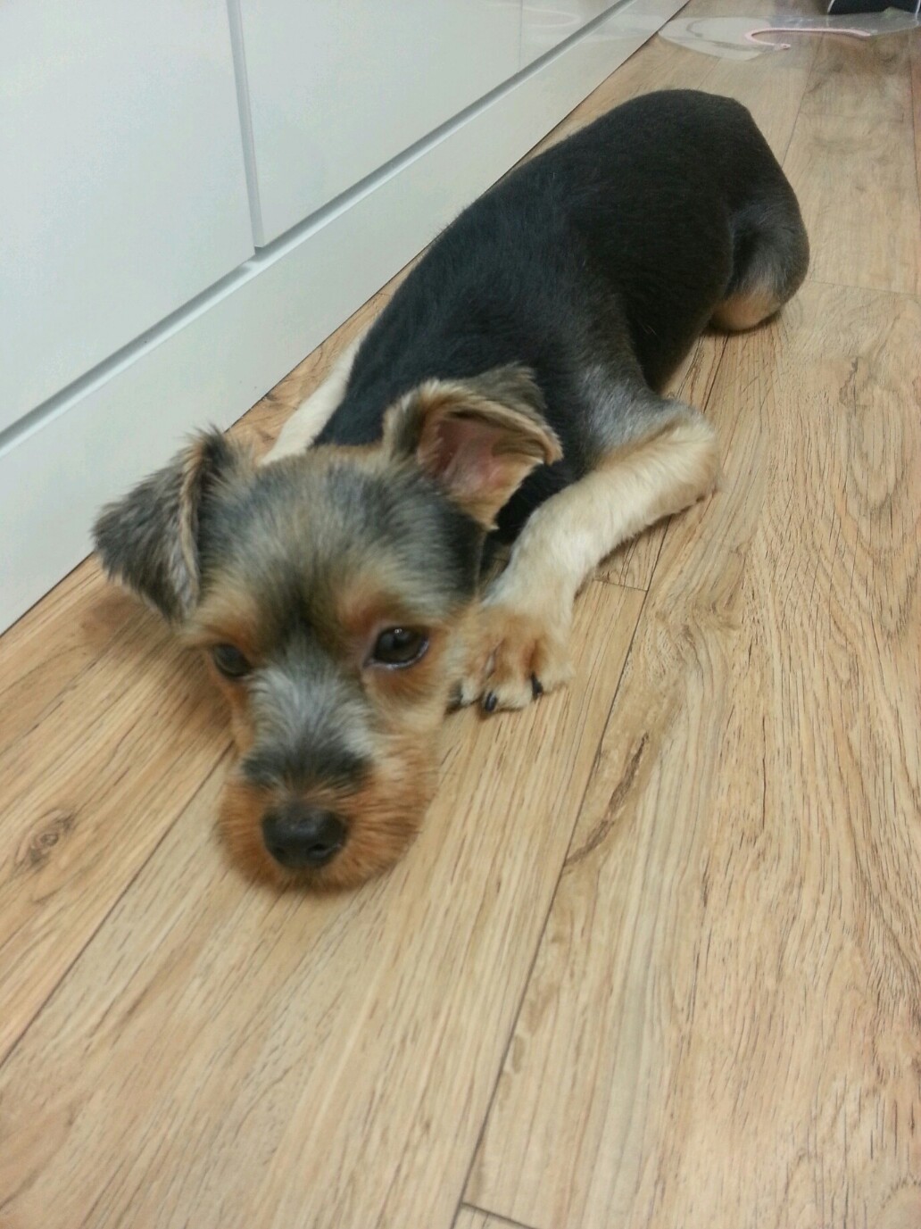 [대구] 동구 효목동 진로아파트.. 요키 믹스견 찾아주세요..