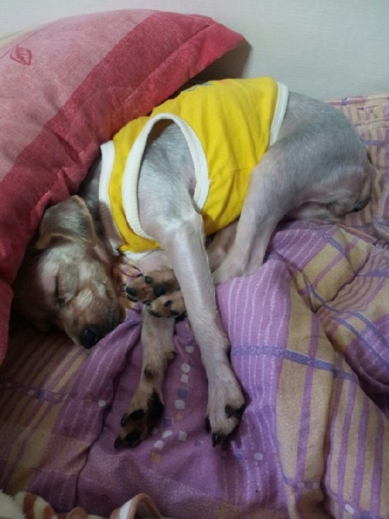 인천 원인재역 부근 요크셔 여아 찾아요!