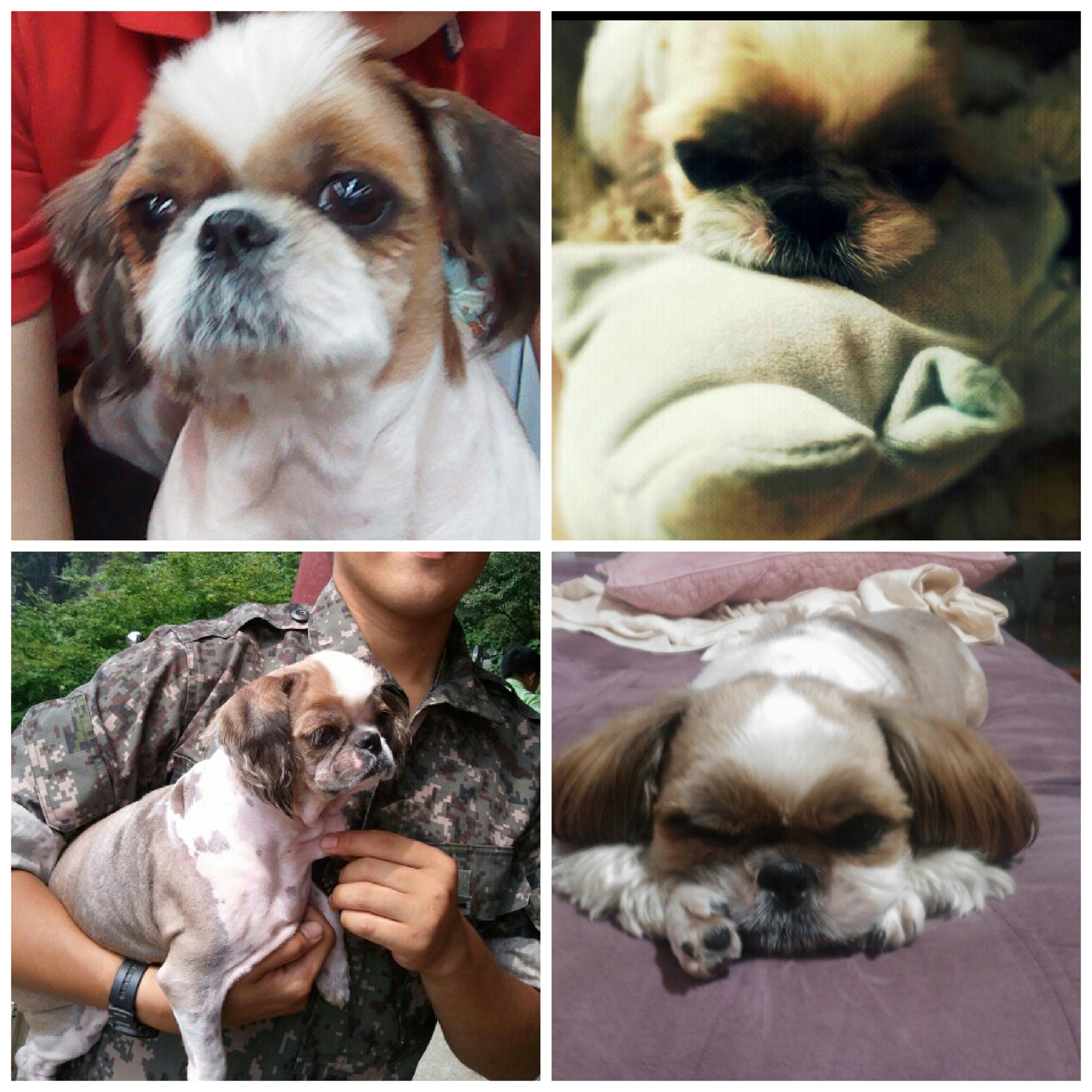 [전주] 잃어버린 동생 찾아요