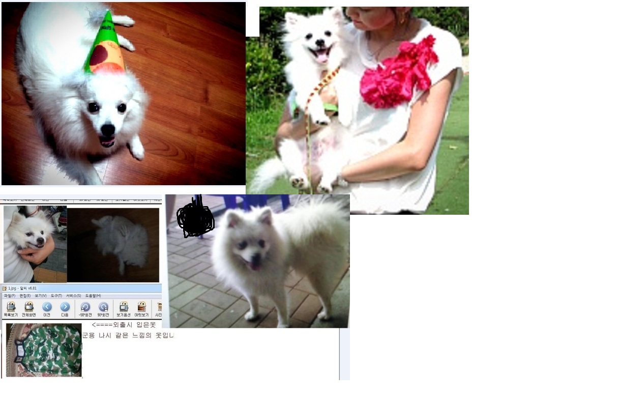 저패니즈 스피츠분실경기도 성남시 수정구 태평동 봉국사 주변