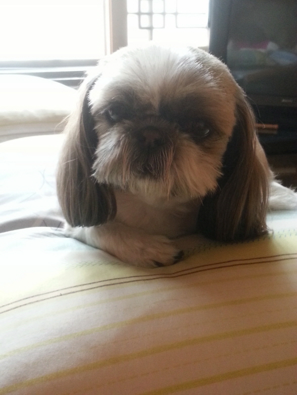 대구 황금동 에서 시츄를 찾아요