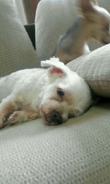 백구를 찾아 주세요