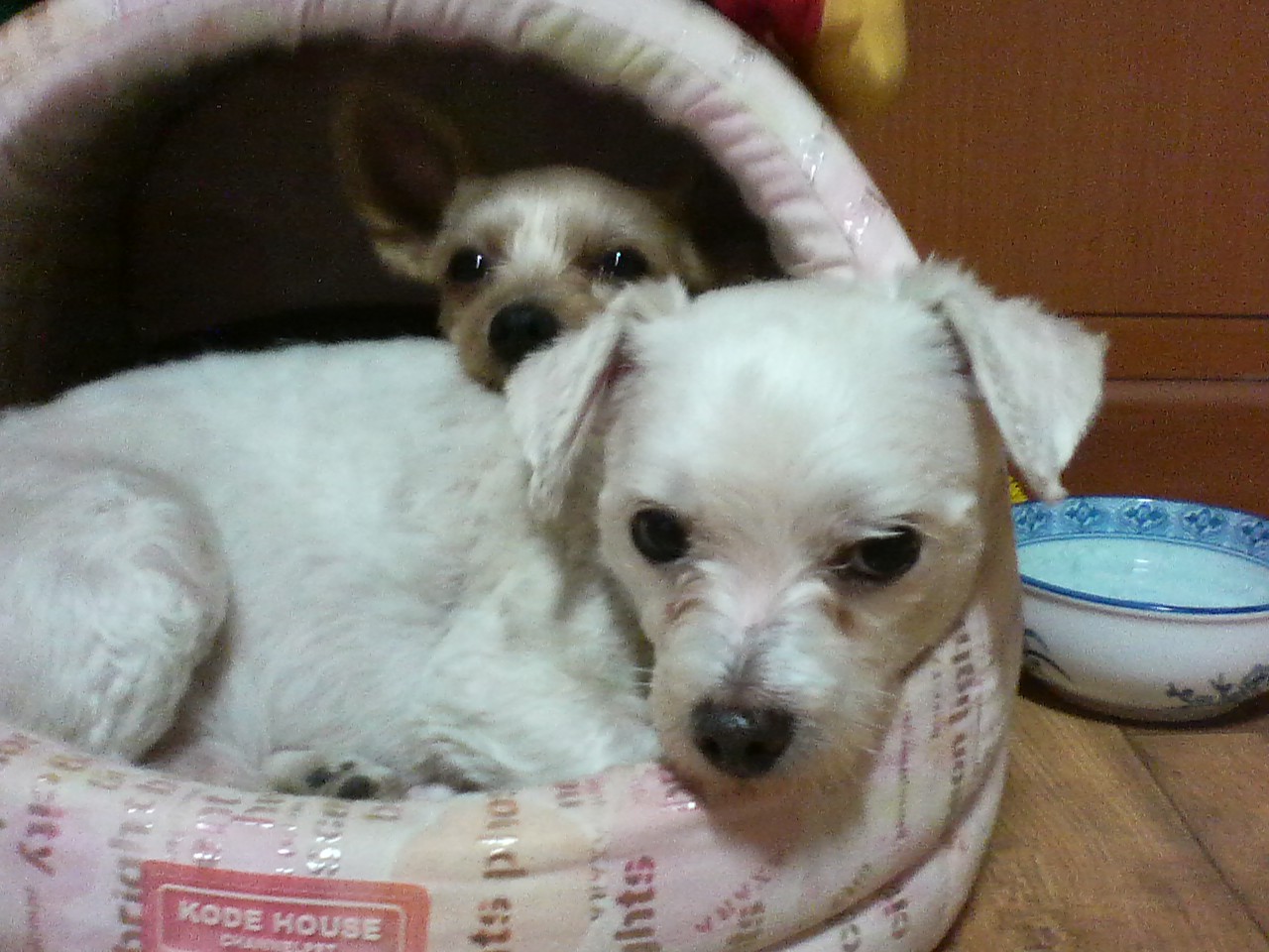 백구를 찾아 주세요