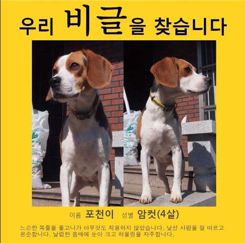 [인천 주안&구월동]실종된 비글 찾아요!!