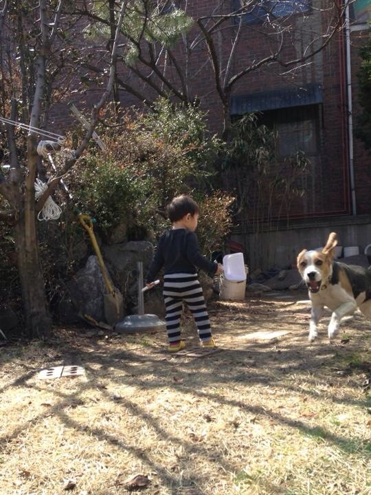 [인천 주안&구월동]실종된 비글 찾아요!!