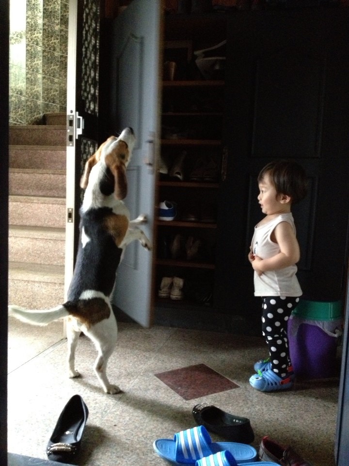 [인천 주안&구월동]실종된 비글 찾아요!!