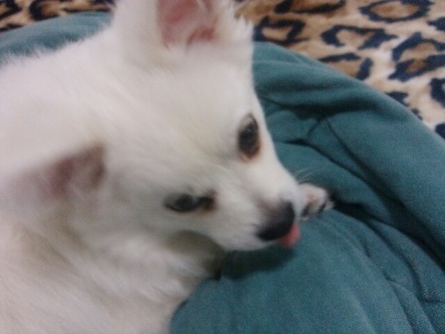 수원시 팔달구  스피츠(믹스견) 호야를 찾습니다.