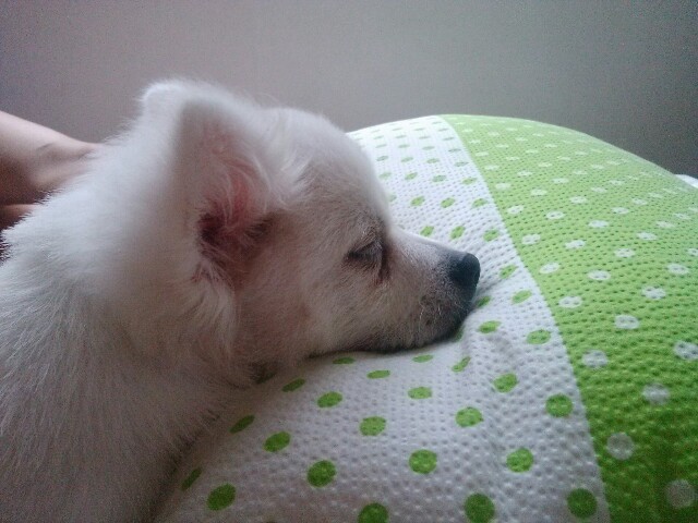 수원시 팔달구  스피츠(믹스견) 호야를 찾습니다.