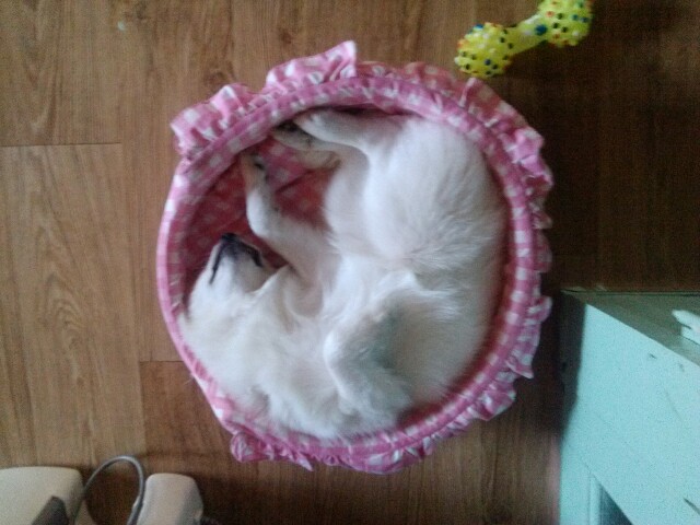 수원시 팔달구  스피츠(믹스견) 호야를 찾습니다.