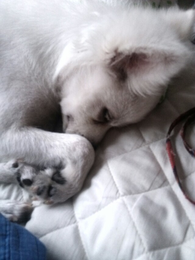 수원시 팔달구  스피츠(믹스견) 호야를 찾습니다.