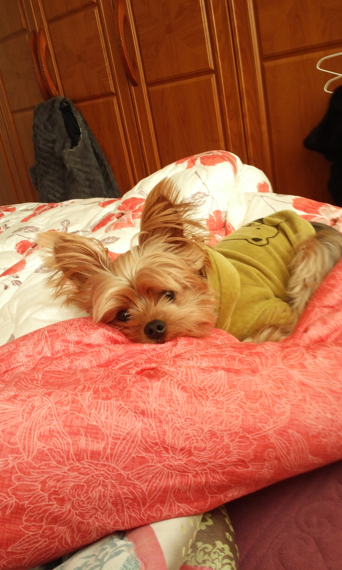 암사역 부근 요크셔 찾습니다.