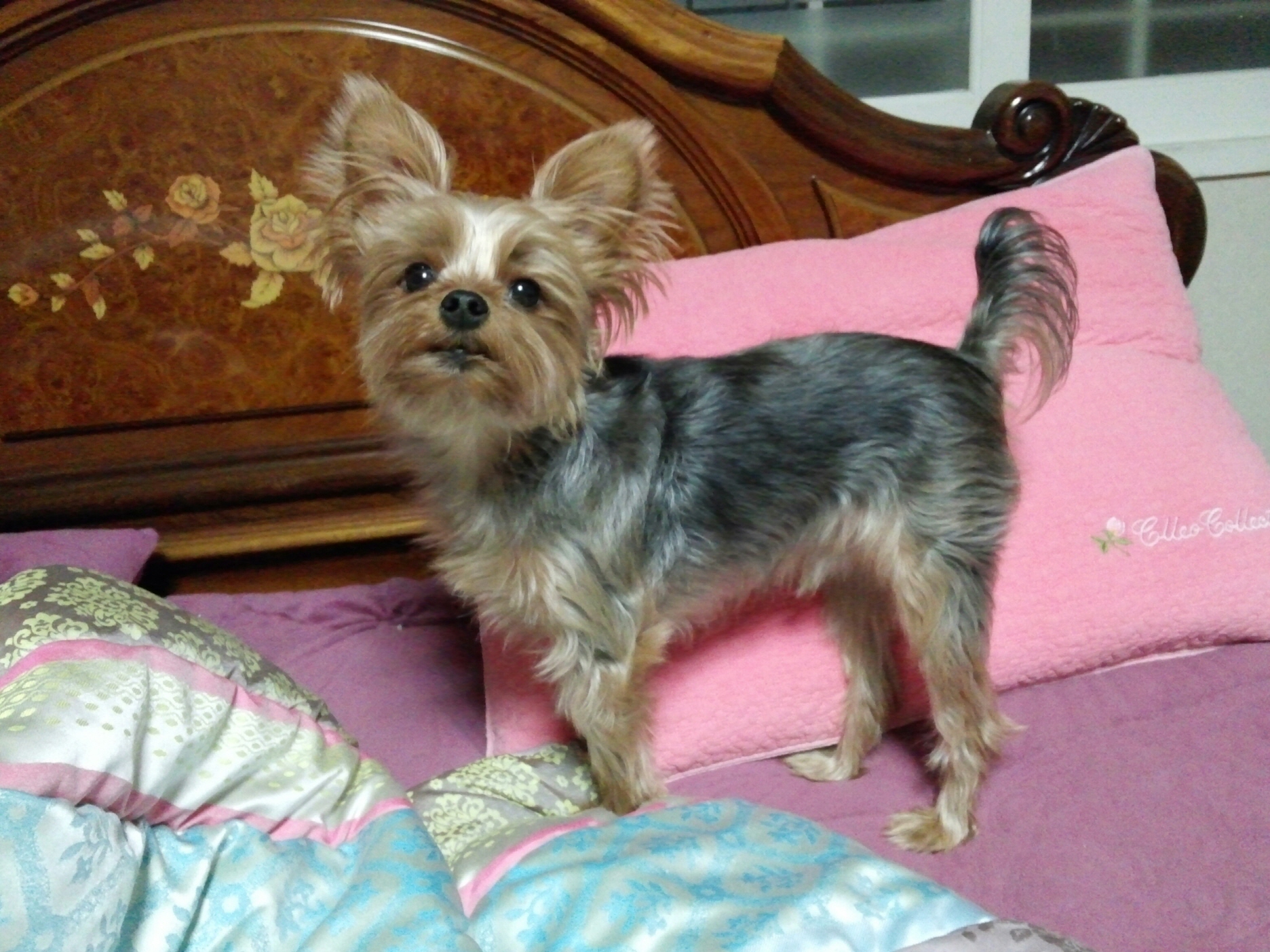 암사역 부근 요크셔 찾습니다.