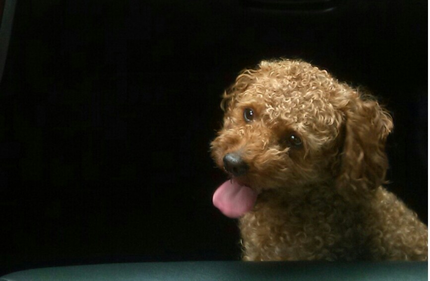 토이푸들 갈색 잃어버렸어요 찾습니다(담양)