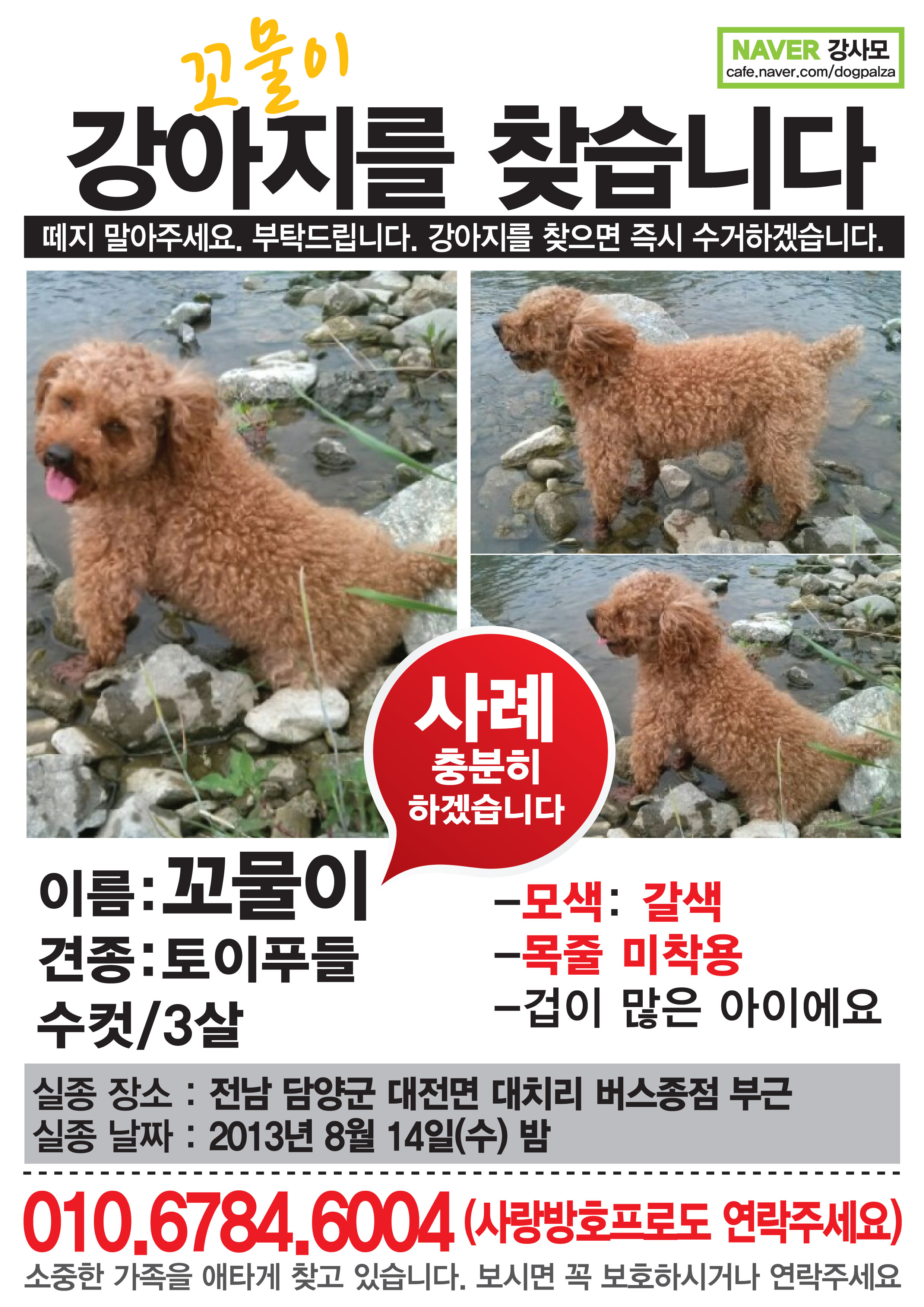 토이푸들 갈색 잃어버렸어요 찾습니다(담양)