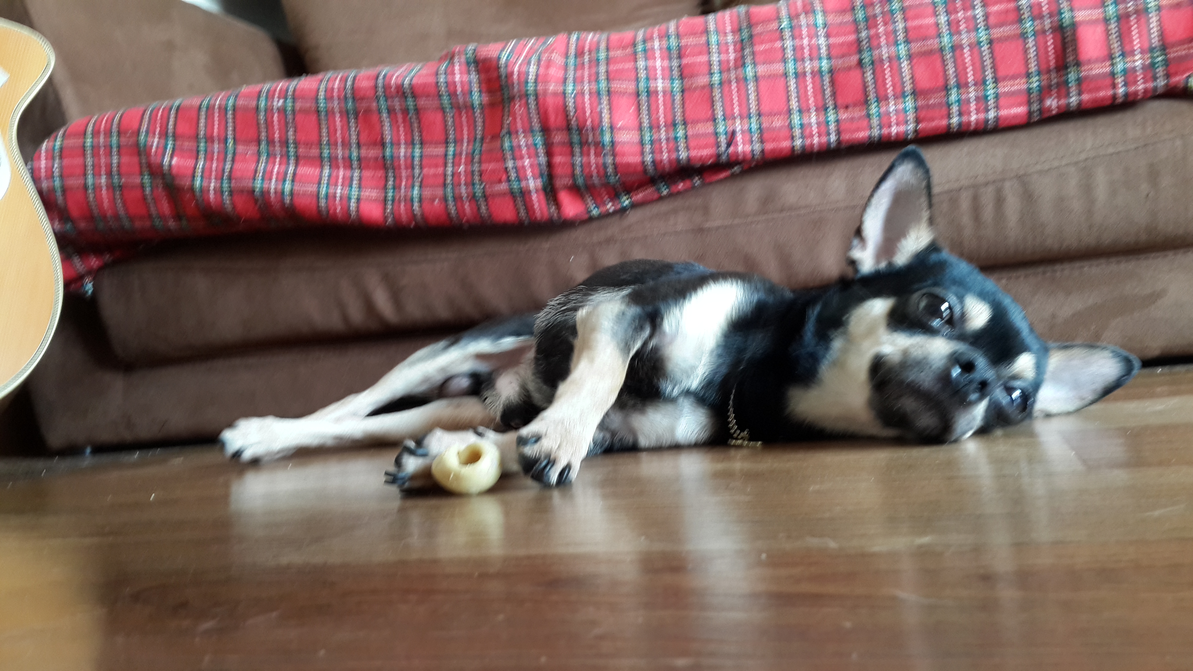 대전 신탄진부근 블랙탄 치와와를 찾습니다.