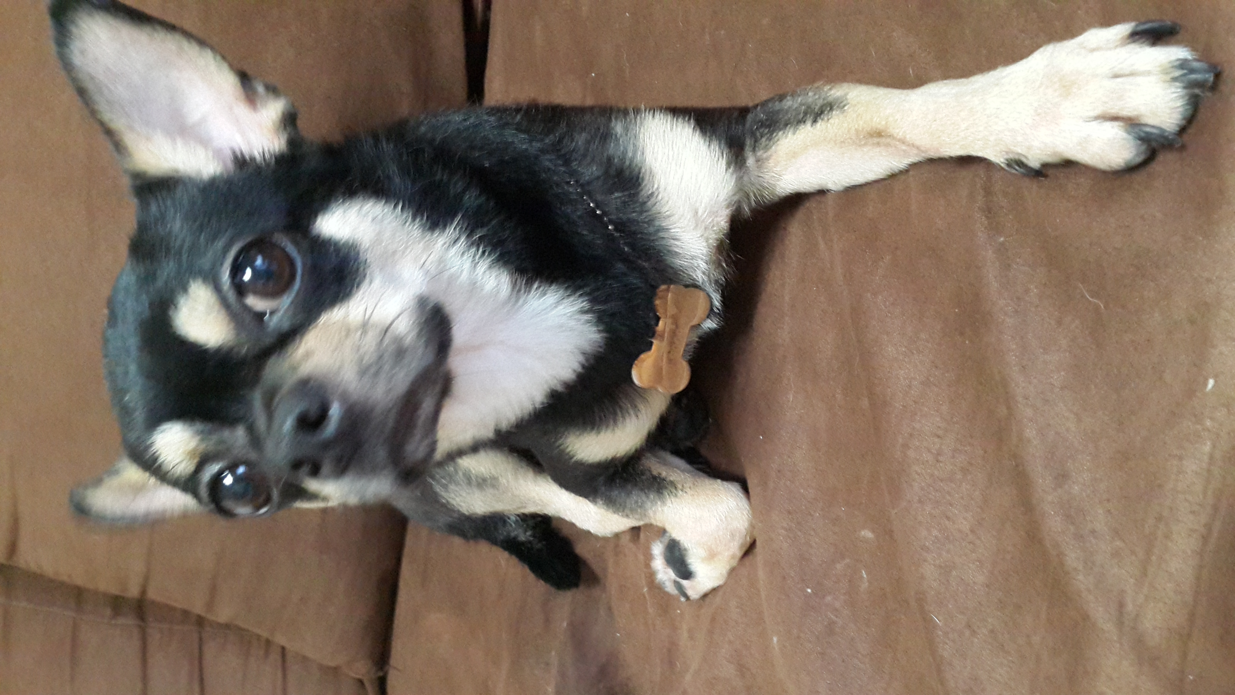 대전 신탄진부근 블랙탄 치와와를 찾습니다.