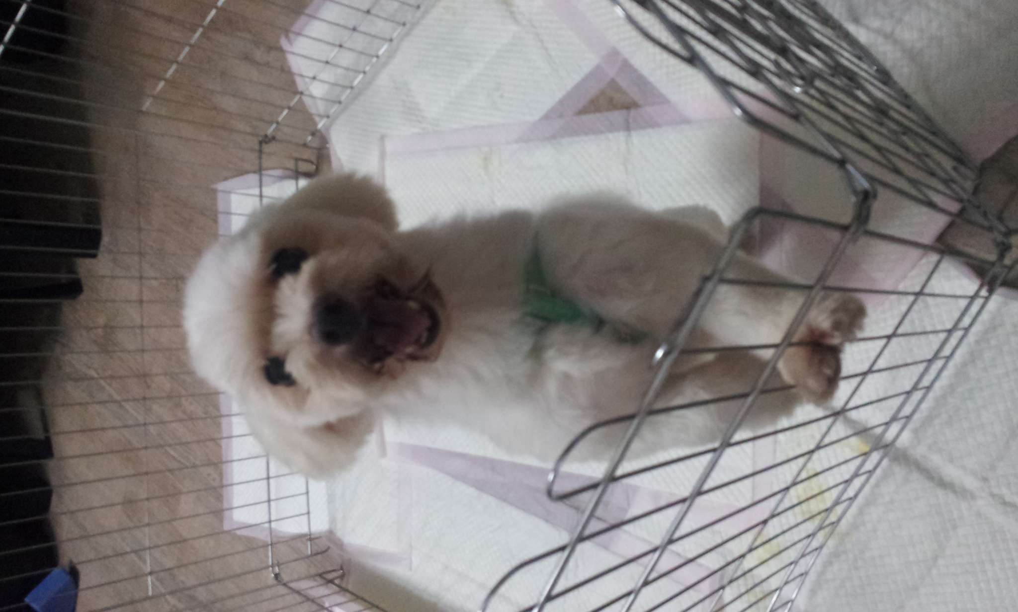 말티즈 중성화안된 수컷 주인 찾습니다.