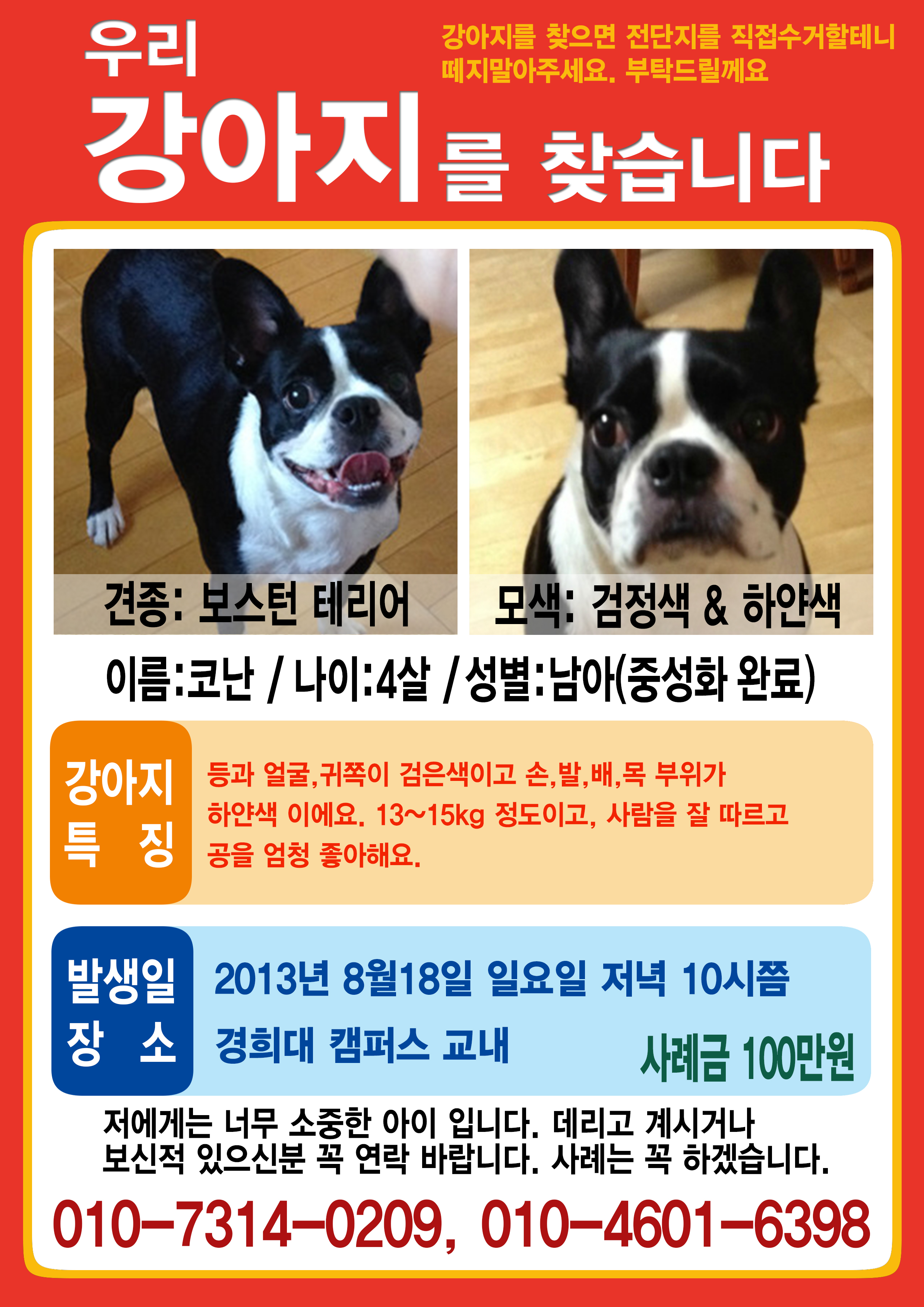 [동대문구] 보스턴테리어 코난을 찾아요 