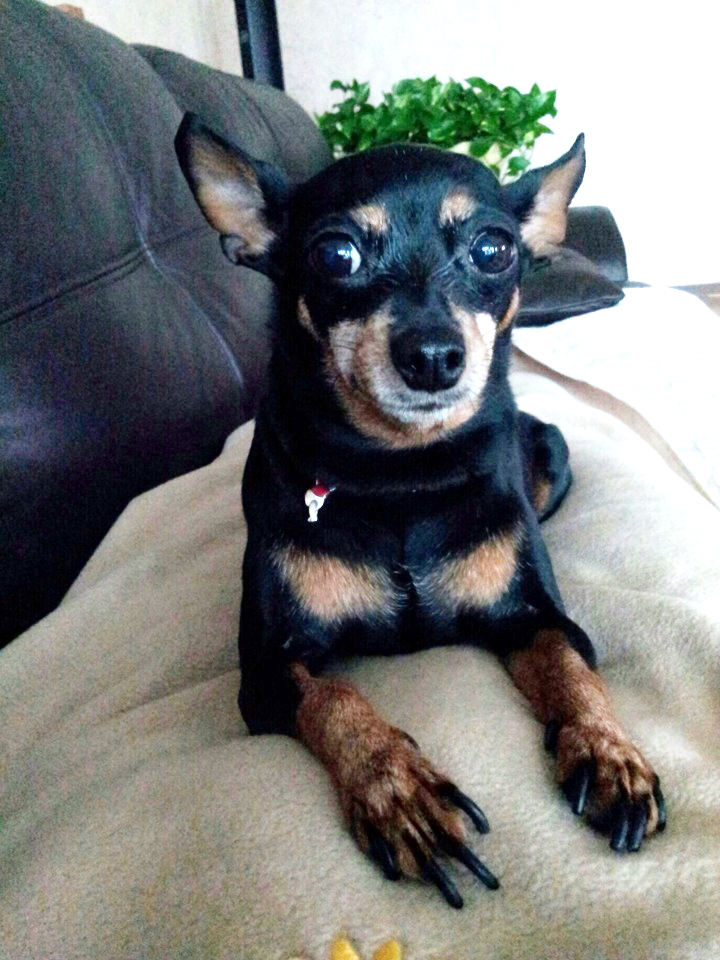 [미니핀] 경기일산풍동에서 실종된 미니핀 찾습니다.