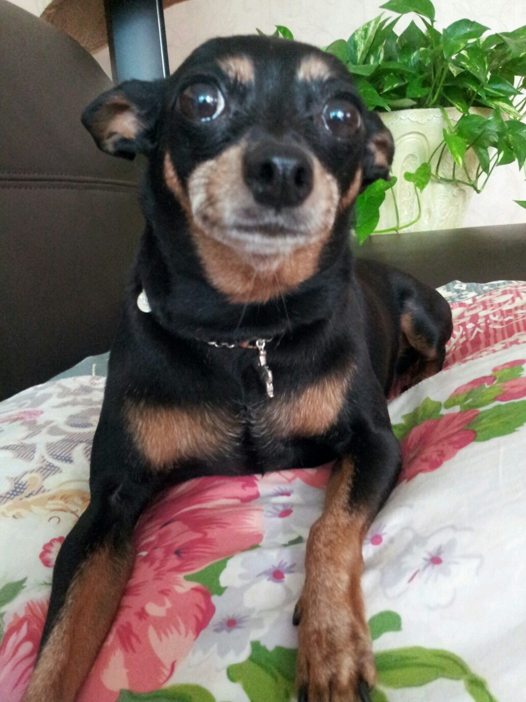 [미니핀] 경기일산풍동에서 실종된 미니핀 찾습니다.