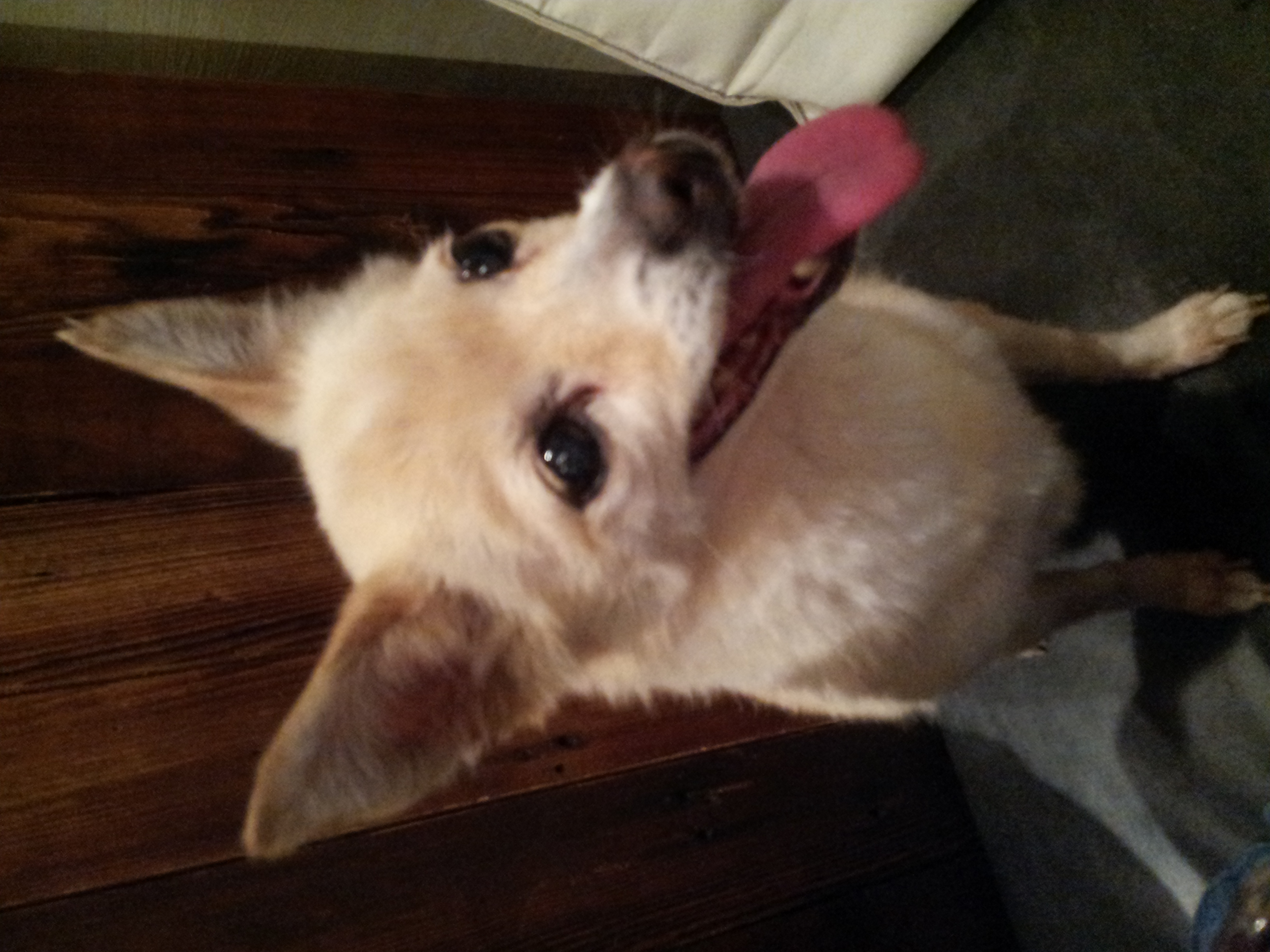 [실종]믹스견/18살/암컷/흰+노란털 똘이를 찾습니다.