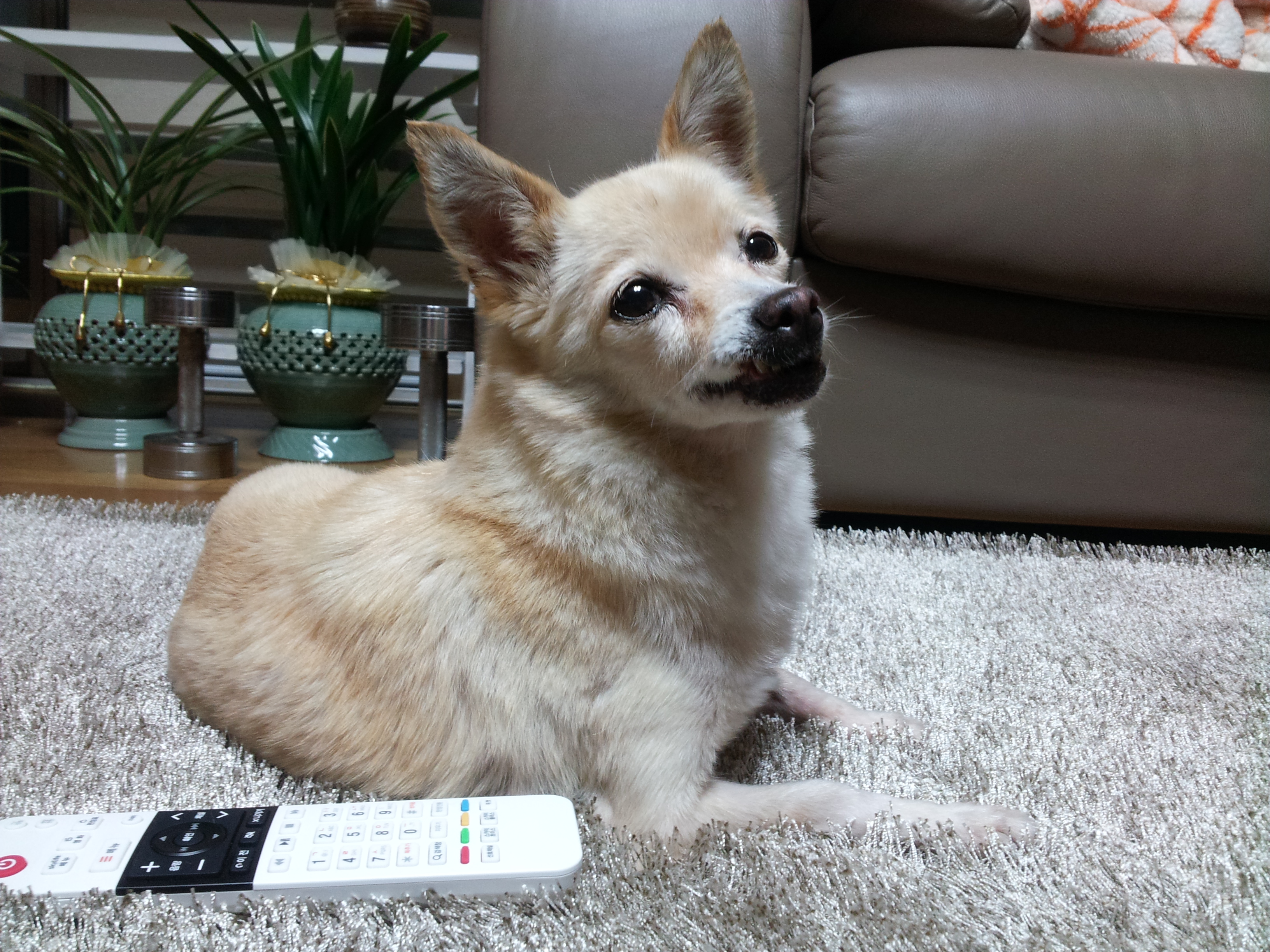 [실종]믹스견/18살/암컷/흰+노란털 똘이를 찾습니다.