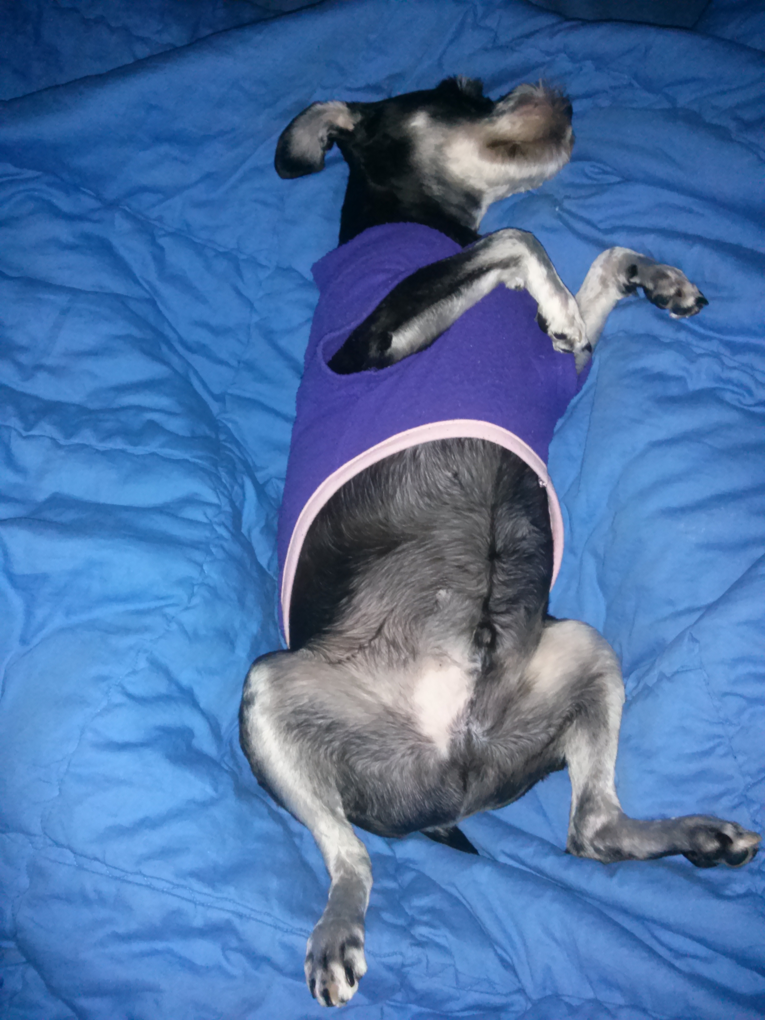 대구 슈나우저를 찾습니다