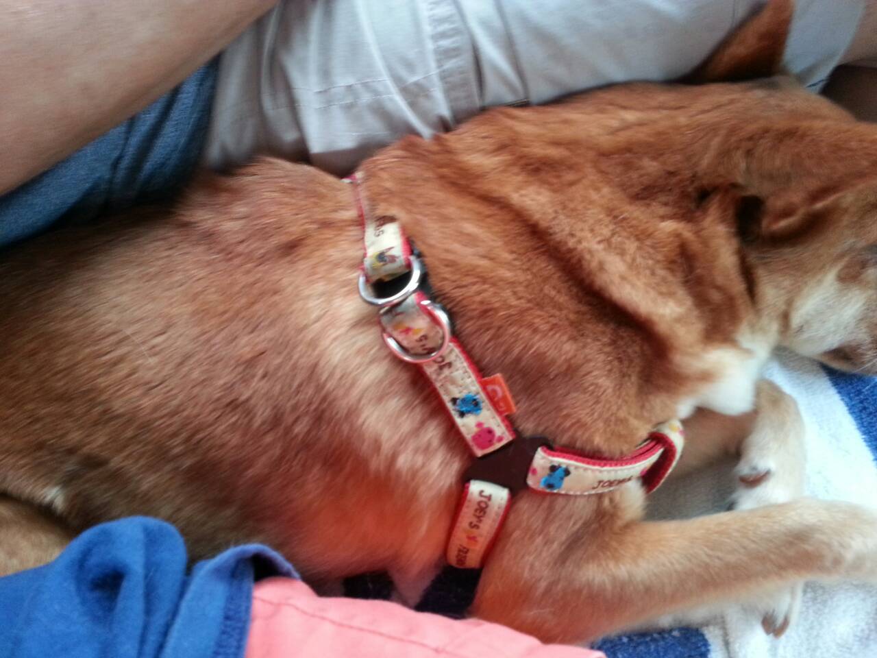 전주 효자동에서 강아지를 찾습니다.