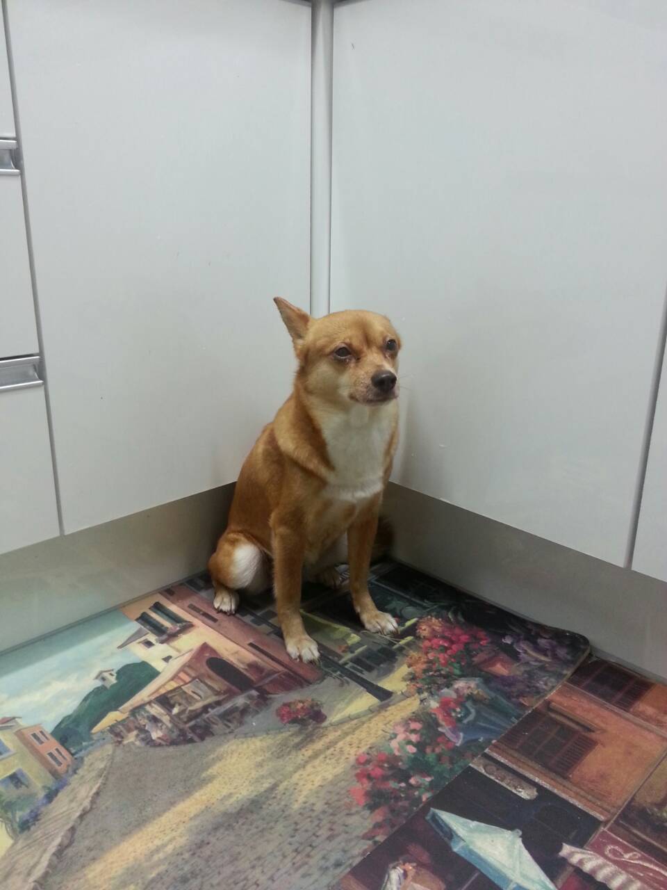 전주 효자동에서 강아지를 찾습니다.