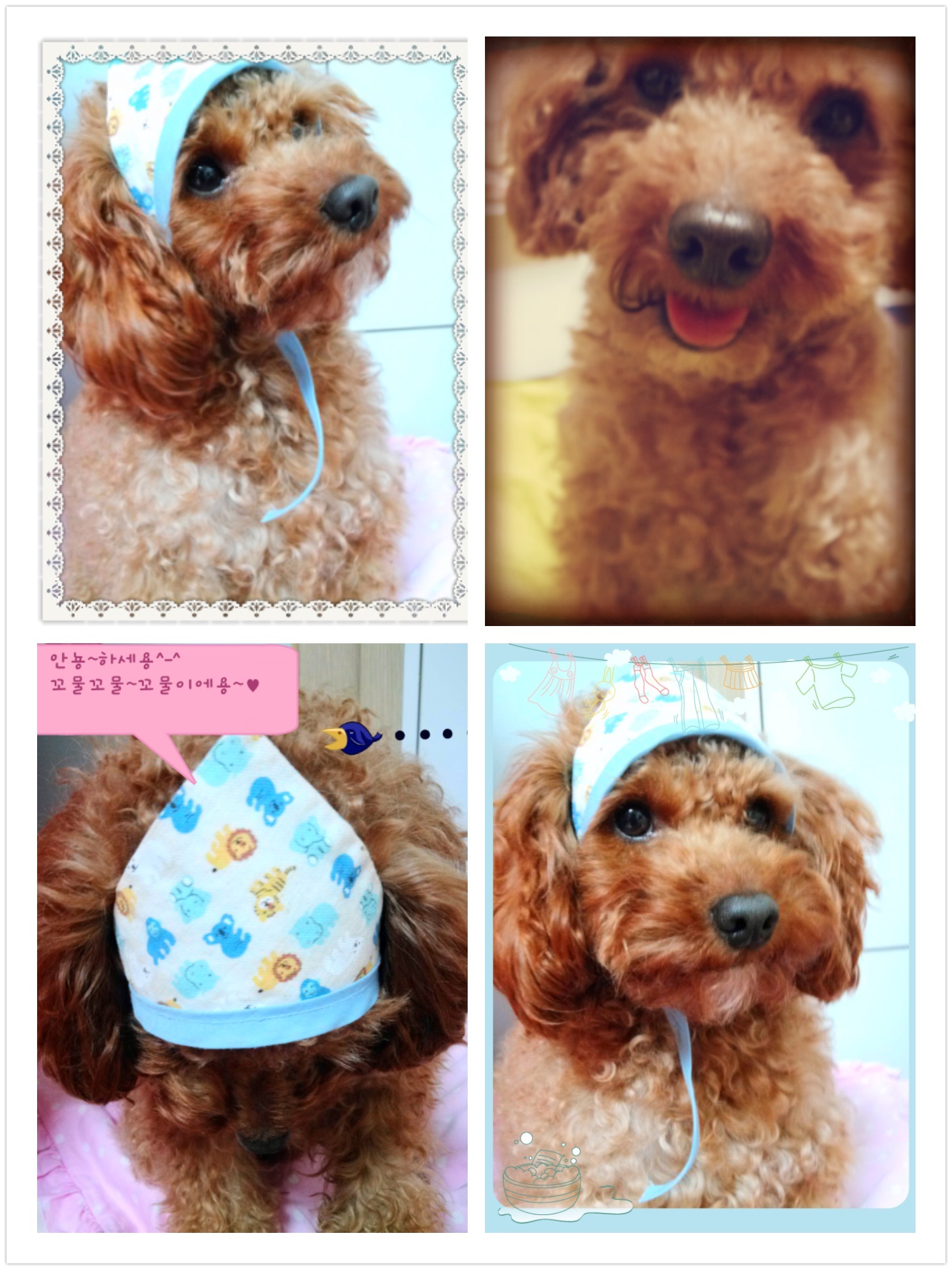 갈색 토이푸들 남아(꼬물이)를 찾아요 ㅠㅠ!