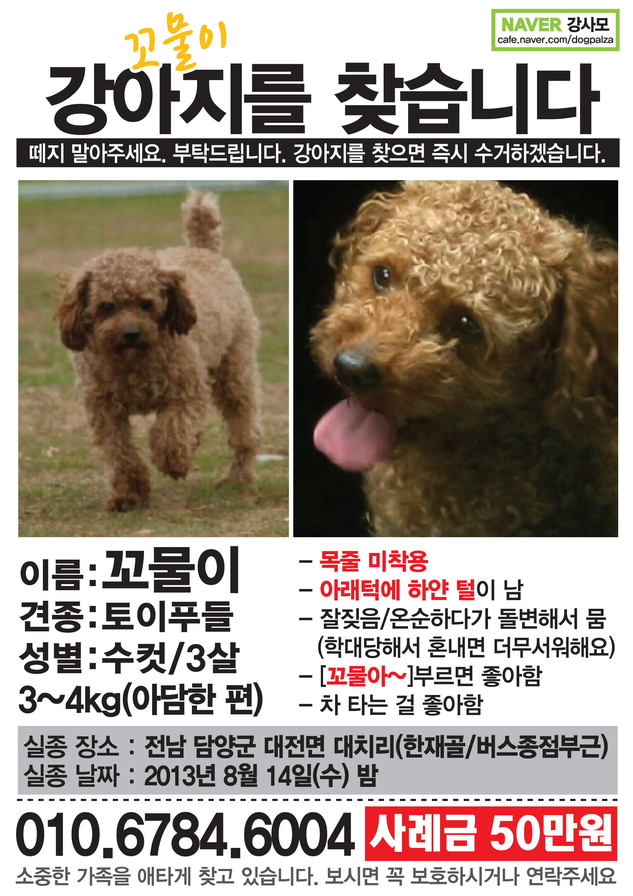 갈색 토이푸들 남아(꼬물이)를 찾아요 ㅠㅠ!