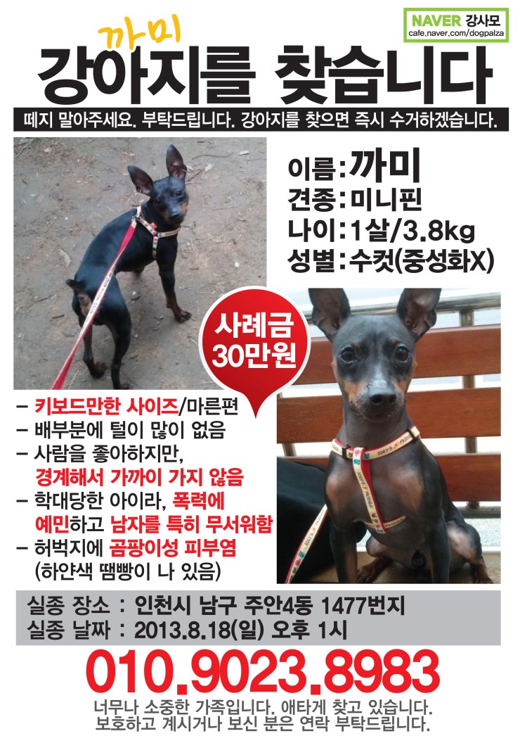 주안동 미니핀 찾습니다.