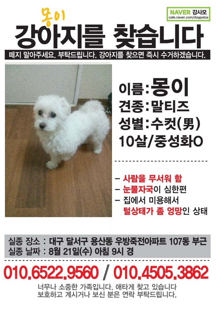 대구 달서구 용산동 죽전동근방 말티즈 수컷 찾아요