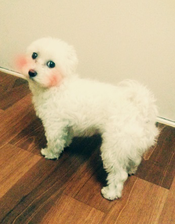 대구 달서구 용산동 죽전동근방 말티즈 수컷 찾아요