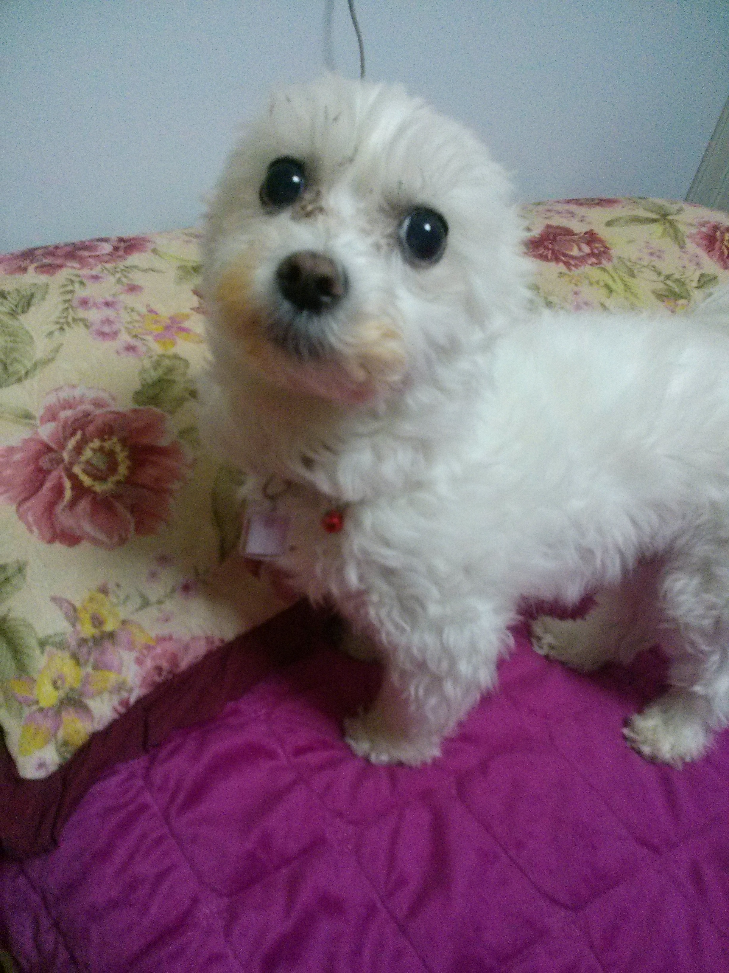 대구 달서구 용산동 죽전동근방 말티즈 수컷 찾아요