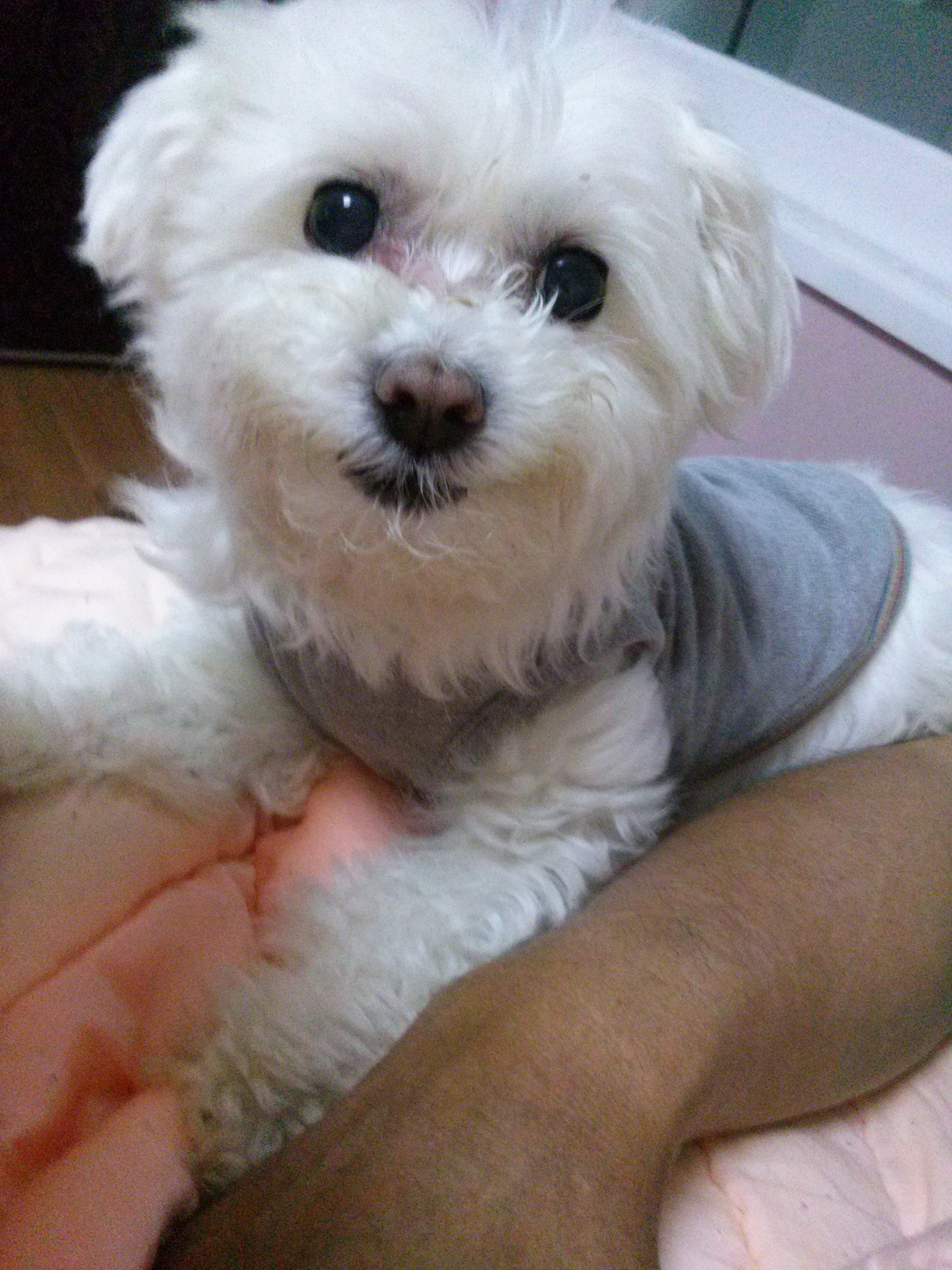 대구 달서구 용산동 죽전동근방 말티즈 수컷 찾아요