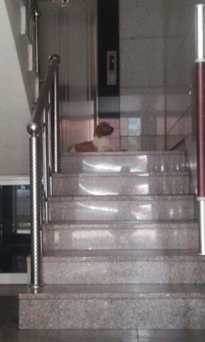 경기도 오산 시츄 남아 보호중요